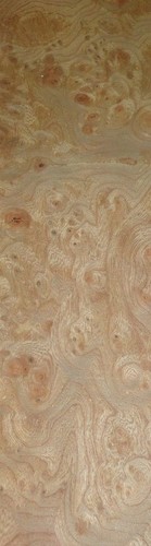 Carpathian elm burl wood - carpathian,
